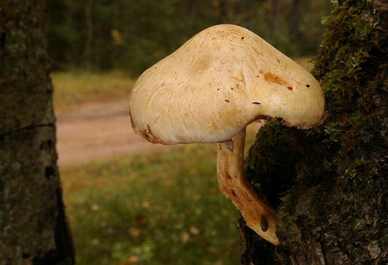 Hemipholiota heteroclita